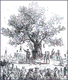 The Liberty Tree